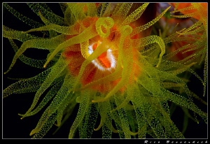 Anemone - A real beauty of the night. Sharm El Sheikh, Eg... by Rico Besserdich 